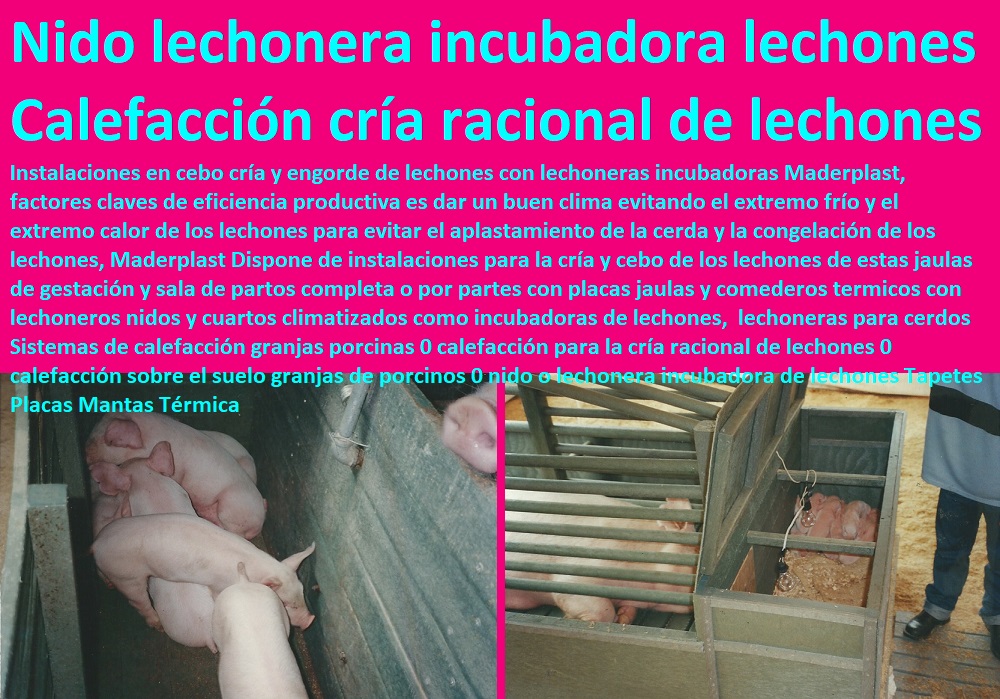 lechoneras para cerdos Sistemas de calefacción granjas porcinas 0 calefacción para la cría racional de lechones 0 calefacción sobre el suelo granjas de porcinos 0 nido o lechonera incubadora de lechones Tapetes Placas Mantas Térmica lechoneras para cerdos Sistemas de calefacción granjas porcinas 0 calefacción para la cría racional de lechones 0 calefacción sobre el suelo granjas de porcinos 0 nido o lechonera incubadora de lechones Tapetes Placas Mantas Térmica